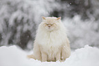 Ragdoll im Schnee