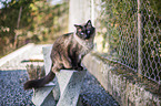 sitzende Ragdoll