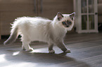stehendes Ragdoll Ktzchen