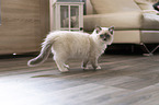 stehendes Ragdoll Ktzchen