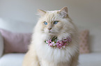 Katze mit Blumenkranz um den Hals