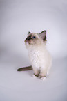 Ragdoll K�tzchen