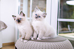 Ragdoll K�tzchen