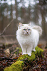 stehende Ragdoll