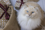 Ragdoll Kater