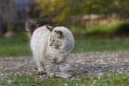 Ragdoll
