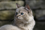 Ragdoll Ktzchen