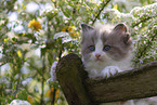 Ragdoll Ktzchen