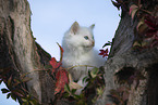 red-point Ragdoll Ktzchen