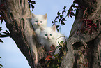 red-point Ragdoll Ktzchen