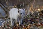 Ragdoll Ktzchen