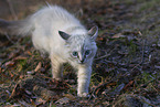 Ragdoll Ktzchen