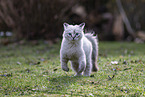 Ragdoll Ktzchen