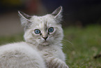 Ragdoll Ktzchen