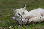 Ragdoll