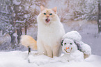 Ragdoll im Winter