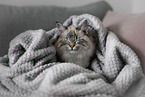 liegende Ragdoll