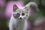 Ragdoll Ktzchen