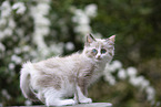 Ragdoll Ktzchen