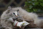 ausgewachsene Ragdoll