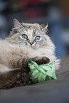 ausgewachsene Ragdoll