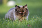 ausgewachsene Ragdoll