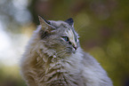 ausgewachsene Ragdoll