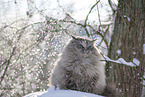 Ragdoll im Schnee