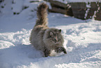 Ragdoll im Schnee