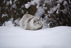 Ragdoll im Schnee