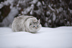 Ragdoll im Schnee