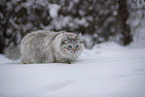 Ragdoll im Schnee