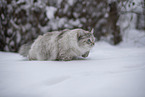 Ragdoll im Schnee