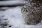 Ragdoll im Schnee