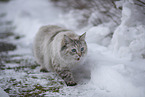 Ragdoll im Schnee