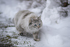 Ragdoll im Schnee