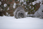 Ragdoll im Schnee