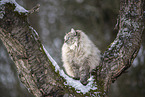 Ragdoll im Schnee