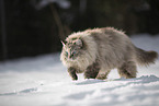 Ragdoll im Schnee