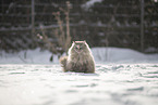 Ragdoll im Schnee