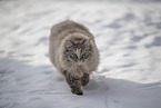 Ragdoll im Schnee