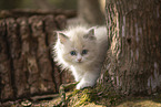 Ragdoll Ktzchen