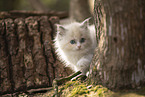 Ragdoll Ktzchen