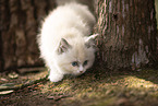 Ragdoll Ktzchen