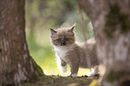 Ragdoll Ktzchen