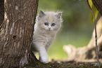 Ragdoll Ktzchen