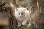 Ragdoll Ktzchen