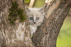 Ragdoll Ktzchen