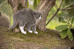 Ragdoll Ktzchen