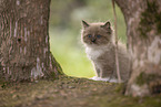 Ragdoll Ktzchen